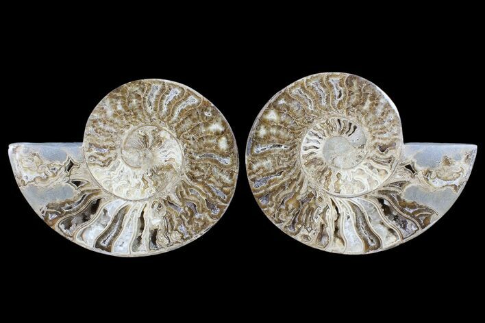 Choffaticeras (Daisy Flower) Ammonite - Madagascar #86773